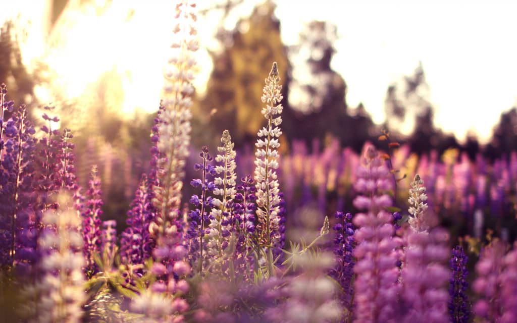 lupine-flowers-spring-macro-sunset-field-plant-nature-background