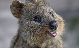 The worlds happiest animal, the Quokka at Rottnest Island. Pic Mogens Johansen, The West Australian 6/08/13