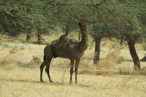 Senegal-2-1